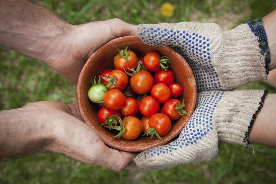 Plant-Based Living: Transform Your Health and Save the Earth